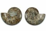 Cut & Polished, Agatized Ammonite Fossil - Madagascar #318038-1